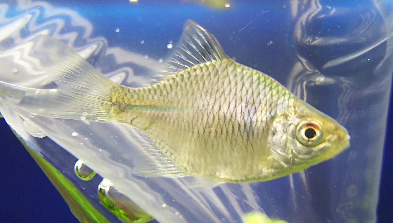 熱帯魚 ショップ 東京 アクアフィールド 東京 台東区 熱帯魚 水草 川魚(日本産淡水魚) 金魚 水生爬虫類 カメ ヘビ 両生類 カエル  ウーパールーパー 甲殻類（エビ カニ 水生昆虫 タガメ ゲンゴロウ ミズカマキリ テラリウム植物 コケ類 食虫植物 生餌（ 小赤 コオロギ など ...