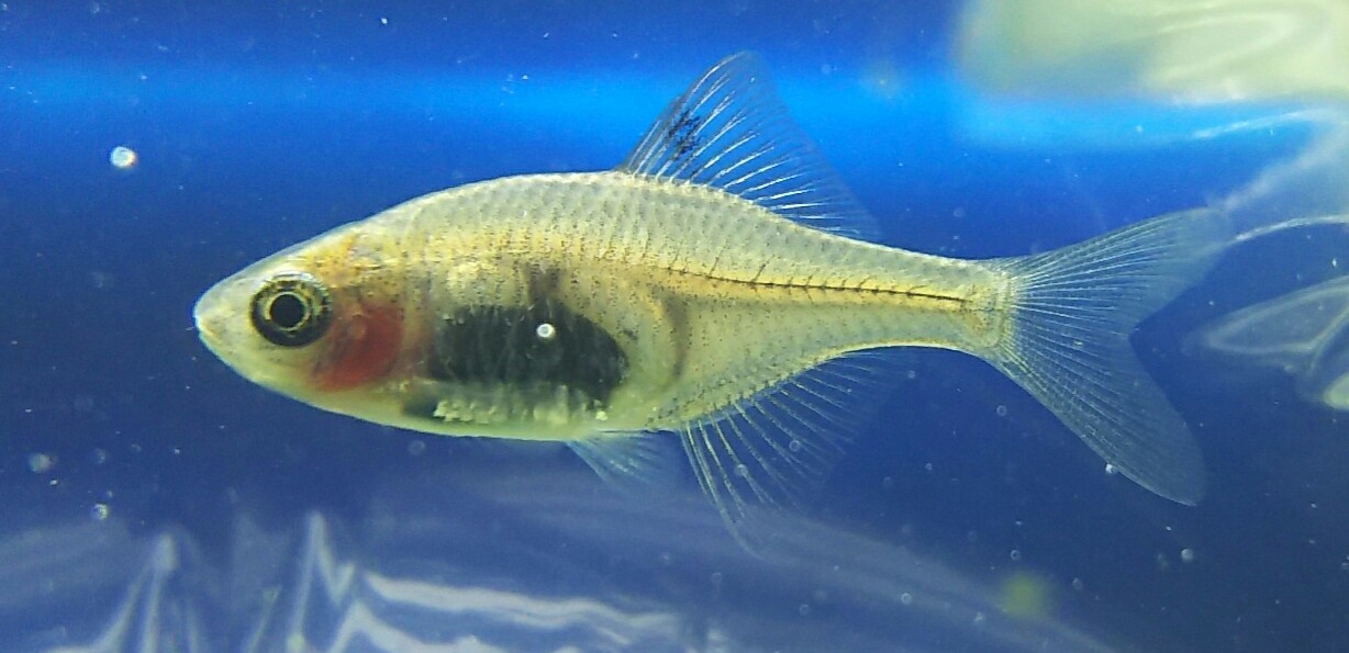 熱帯魚 ショップ 東京 アクアフィールド 東京 台東区 熱帯魚 水草 川魚(日本産淡水魚) 金魚 水生爬虫類 カメ ヘビ 両生類 カエル  ウーパールーパー 甲殻類（エビ カニ 水生昆虫 タガメ ゲンゴロウ ミズカマキリ テラリウム植物 コケ類 食虫植物 生餌（ 小赤 コオロギ など ...